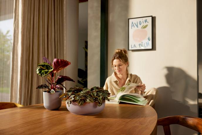 jazz bowl 28cm lavender lilac